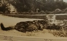 Kitty cat feral for sale  Mount Morris