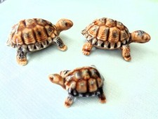 wade tortoise for sale wade tortoise for sale CARDIFF