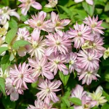 Clematis montana marjorie for sale  TYWYN