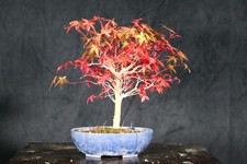 bonsai d'occasion bonsai d'occasion Expédié en Belgium