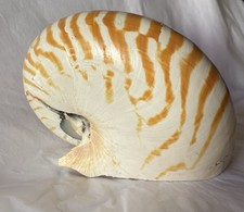 Nautilus coquillage cm d'occasion  France