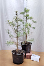 Native douglas fir for sale  La Grande