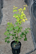 Acer palmatum mimaye for sale  Newport