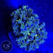 Dark frogspawn wysiwyg for sale  Chicago Ridge