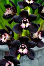 Orchidée cymbidium kiwi d'occasion  Paris XV