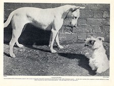 Bull terrier sealyham for sale  COLEFORD