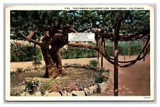 Giant grape vine for sale  Bremerton