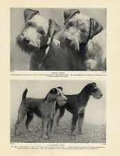 Lakeland terrier named for sale  COLEFORD