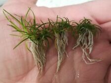 Eriocaulon sulawesi live for sale  Bellerose