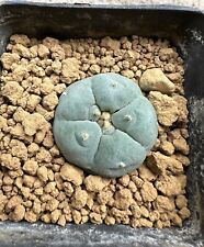 Astrophytum takenaka not usato  Valdastico