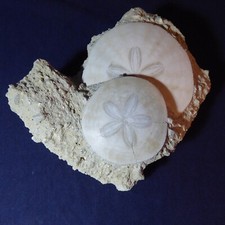Fossilised pair echinoid for sale  KNARESBOROUGH