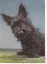 Scottish terrier scoti gebraucht kaufen  Parkstein
