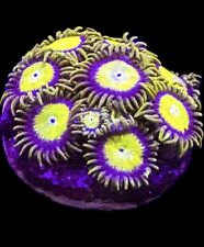 Live coral zoa for sale  Tampa