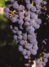 Vitis incana dusty for sale  HORSHAM