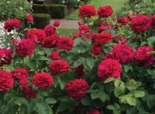 Rose flower red for sale  EPSOM