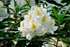 Rhododendron white 4.5 for sale  HARLOW