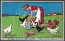 Thorley perfection chicken for sale  SUNBURY-ON-THAMES