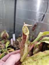 Nepenthes mirabilis var. for sale  Shipping to Ireland