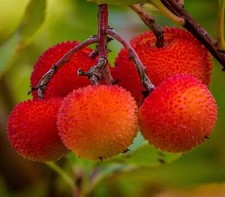 Arbutus unedo albero usato  Napoli