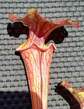Sarracenia kimber red for sale  GRAVESEND