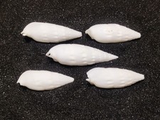 White icicles cerith for sale  REDRUTH