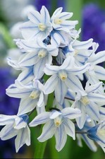 Puschkinia libanotica 100 for sale  UK