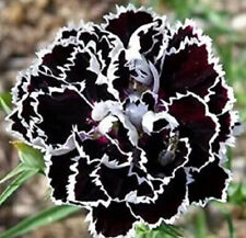 Carnation dianthus chinensis for sale  CHIGWELL