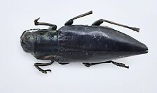 Buprestidae cyphogastra carbon gebraucht kaufen  Wadern