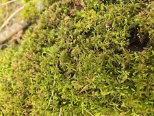 Live fresh sphagnum for sale  Sedro Woolley