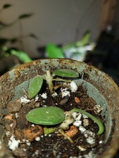 Rare hoya nummularioides for sale  EXETER