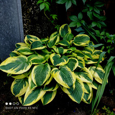 Hosta funkie herzblattlilie gebraucht kaufen  Beratzhausen