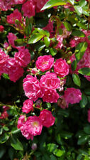 Rosa pretty fairy d'occasion  Mont-près-Chambord