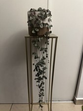 Ceropegia d'occasion  Chelles