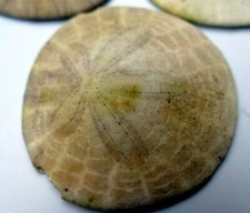 Sand dollar shell for sale  Ben Lomond