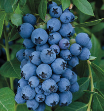Jewel blueberry bush for sale  Howey in the Hills
