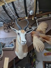 Springbok shoulder mount for sale  Smyrna