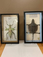 Vintage framed mounted for sale  Crossville