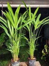 Cyrtostachys renda red for sale  Hollywood
