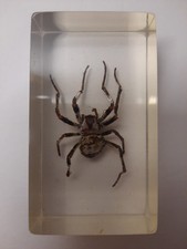 Nursery web spider for sale  EASTLEIGH