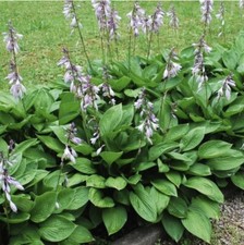 Hosta eleganshosta sieboldiana for sale  Dearborn Heights