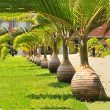 Bottle palm seedling for sale  Fort Pierce