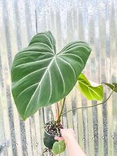 Rare philodendron gloriosum for sale  Homestead