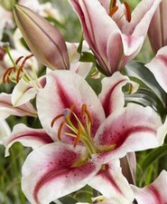Pick lily choose for sale  Hayden