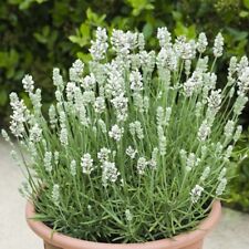 scented shrubs for sale scented shrubs for sale LONDON