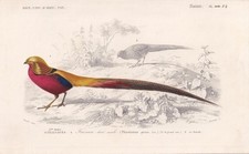 1861 golden pheasant for sale  BIDEFORD