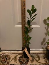 Coolidge pineapple guava for sale  Bossier City