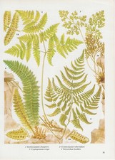 Vintage fern print for sale  DERBY