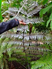 Cyathea dealbata 17cm for sale  BECCLES