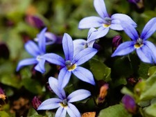 Live blue star for sale  USA