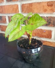 Arrowhead plant live for sale  Rego Park